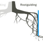 Home | HTW Treerootsystems