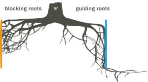 How roots react to root barriers. Showing the difference between blocking and guiding roots